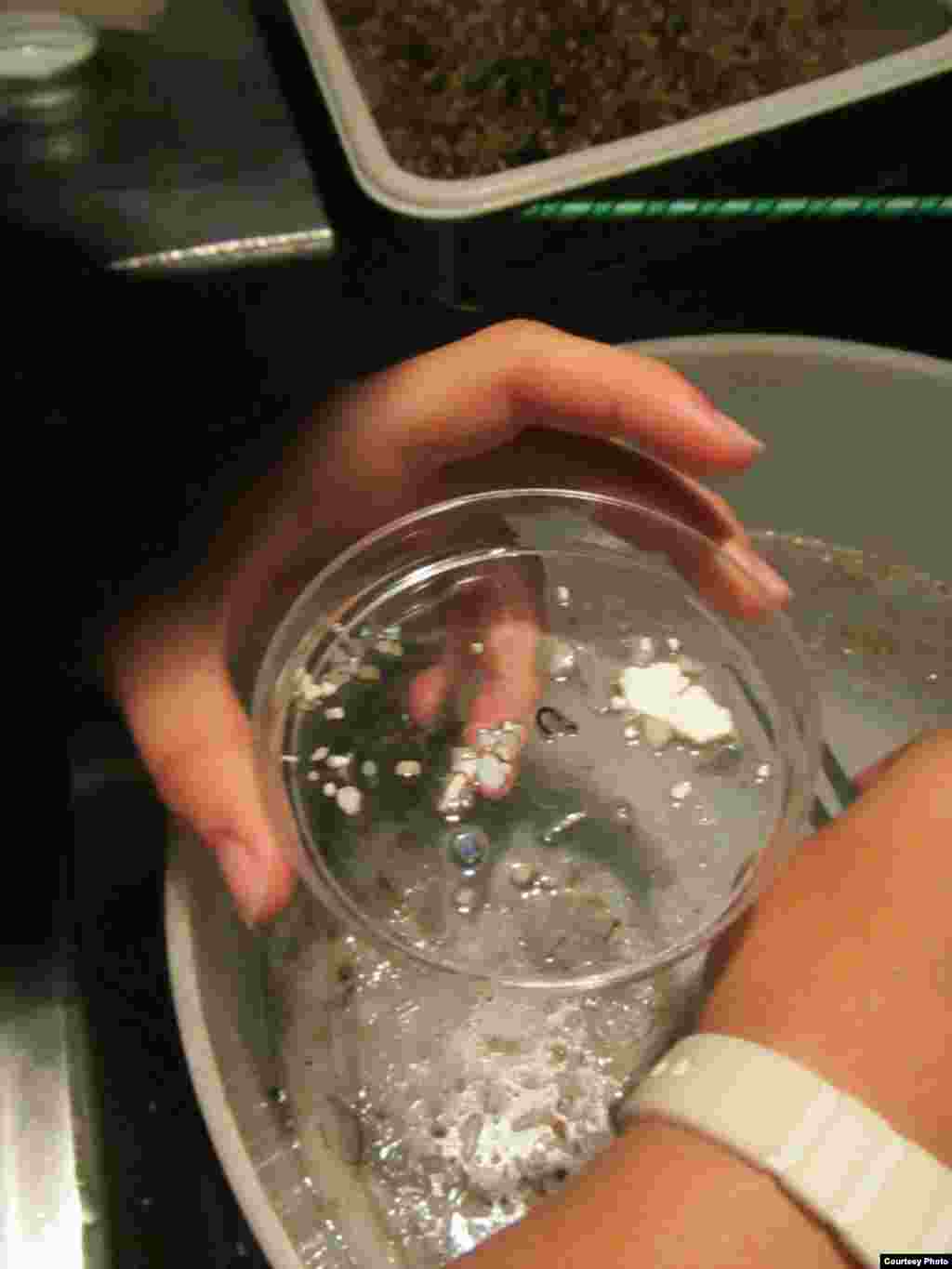 Plastic marine debris pieces picked from net contents. (Credit: E. Zettler, SEA Education Association)