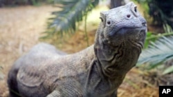 FILE - This 7-year-old Komodo dragon, pictured at the Cincinnati Zoo in Ohio, is 7 feet long and weighs 100 pounds. Males in the wild average 8 to 9 feet and about 200 pounds, according to the Smithsonian National Zoological Park, but they can grow much larger.