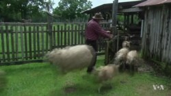 Rare Horse Breed Revived for Choctaw Nation