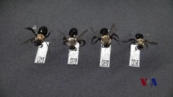 美国科学家研究用野蜂拯救农作物