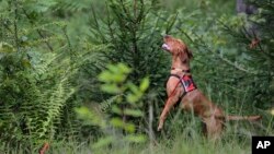 Dia, a Labrador retriever, gets some elevation to try and smell Scotch broom, an invasive species, in Harriman State Park in Tuxedo, N.Y., Tuesday, Aug. 6, 2019. (AP Photo/Seth Wenig)