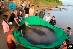 ក្នុង​រូបថត​កាល​ពីថ្ងៃ​ទៅ​១៤ ខែ​មិថុនា ឆ្នាំ​២០២២ ដោយ​អង្គការ​គម្រោង​អច្ឆរិយភាព​ទន្លេ​មេគង្គ ក្រុម​អ្នក​វិទ្យាសាស្ត្រ​និង​អ្នក​ស្រាវជ្រាវ​កម្ពុជា​និង​អាមេរិក និង​មន្ត្រី​ជលផល​កម្ពុជា​ រៀប​នឹង​លែង​ប្រលែង​ត្រី​បបែល​យក្សចូល​ក្នុង​ទន្លេ​វិញ​នៅ​ខេត្ត​ស្ទឹងត្រែង។ (AP)