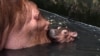 Des hippopotames tueurs chassent les pêcheurs du fleuve Gambie, au Sénégal