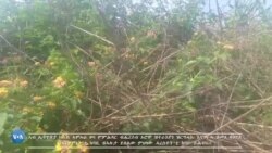 ኣብ ኢትዮጵያ ክልል ኣምሓራ ዞባ ምምሕዳር ብሔረሰብ ኦሮሞ ዝተራእየን ዝርግሓኡ እናገፍሓ ዝመጸ ጻህያይ