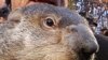 Groundhog di AS Prediksi Musim Dingin Berlangsung 6 Minggu Lagi