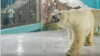 Polar Bear Hotel Opens in China
