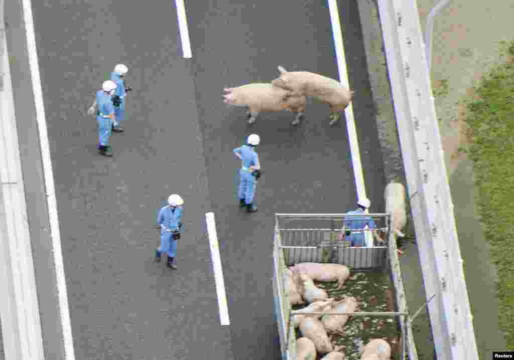 Police officers try to round up escaped pigs on a highway in Ikeda, Osaka Prefecture, Japan.