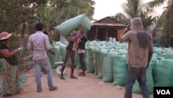 A villager in Srayov commune,​ Kampong Thom province, sold​ rice to a dealer as the price is low, January 19, 2019.
