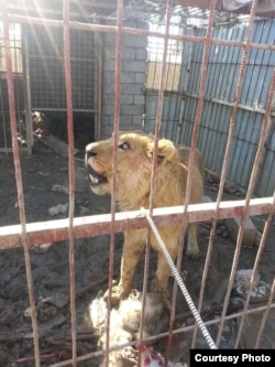 The surviving lion of Mosul’s Murur Park Zoo, Feb. 2, 2017. (Credit: Kurdistan Organization of Animal Rights Protection)