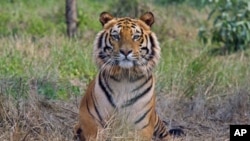 Raja, an eight-year-old rescued Royal Bengal Tiger, rests inside South Kahayar Bari tiger rescue center at Jaldapara Wildlife Sanctuary, about 160 km (99 miles) north of the eastern city of Siliguri, India, February 2010. (file photo)