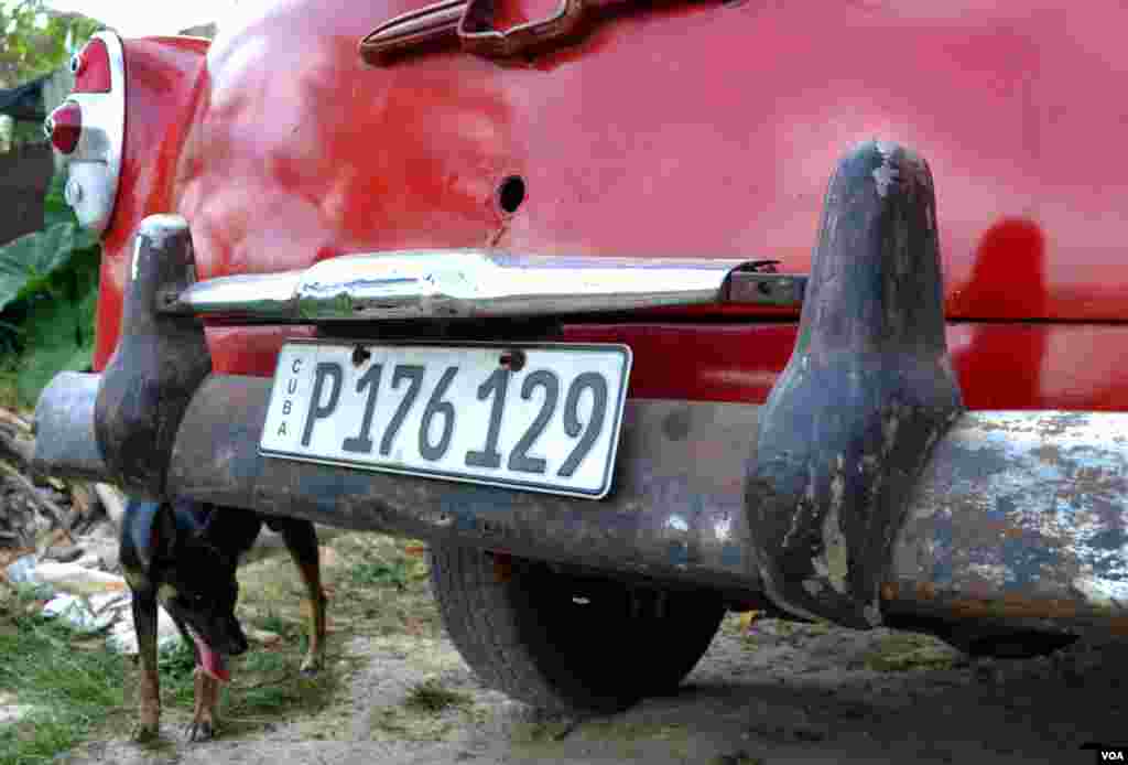 Car/dog scene from El Globo, Cuba, on the outskirts of Havana. (R. Taylor / VOA ) 
