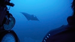 Quiz - Humans Are Making Oceans Too Noisy