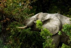 FILE- A savanna elephant in Kruger National Park, South Africa, on March 4, 2020.
