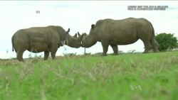 Scientists Working to Create Northern White Rhino Embryos