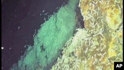 British scientists say world's deepest volcanic vents - discovered in 2010 in a canyon on the Caribbean seafloor - have much marine life, including new species of shrimp and snails.