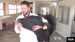 A researcher at the Autonomous University of the State of Mexico. Researchers at the university are studying how changes to a cow's diet can reduce their methane emissions. 