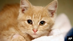 In a Friday, Nov. 14, 2014 file photo, Elsa, a kitten, recovers at the Denver Dumb Friends League animal shelter, in Denver, Colorado. (AP Photo/P. Solomon Banda)