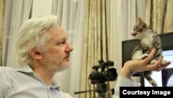 Julian Assange bersama kucing peliharaan barunya.(Via @EmbassyCat)