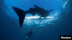 FILE - A scuba diver swims near a whale shark as it approaches a paddleboat off the beach of Tan-awan, Oslob, in the southern Philippines island of Cebu, March 1 2013. (REUTERS/David Loh/File Photo)