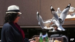 A woman watches as two seagulls fight over a chip stolen off her lunch plate in Sydney, Australia Wednesday, Nov. 6, 2013. (AP Photo/Rob Griffith)