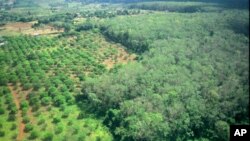 A rubber plantation at Rattanakiri province, some 325 kilometers (202 miles) northeast Phnom Penh, file photo. 