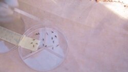 Premier test à grande échelle d’un vaccin contre le paludisme au Malawi