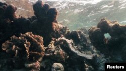 An undated photo shows the effect of bleaching on coral off Caye Caulker, Belize.