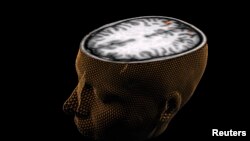 An undated image of the human brain rendered through scanning technology.