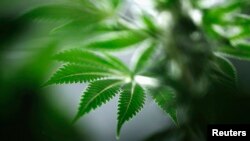Tanaman ganja atau mariyuana di Tweed Marijuana Inc. di Smith's Falls, Ontario. (Foto:dok)
