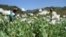 FILE - This undated handout photo received Oct. 31, 2012, from the UN Office on Drugs and Crime (UNODC) shows opium poppies in bloom in the hills of Myanmar's East Shan state.