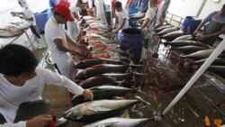 Para pekerja di Filipina selatan sedang memproses ikan tuna sebelum diekspor (foto: dok).