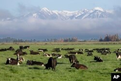 FILE - Dairy cows graze on a farm near Oxford, in the South Island of New Zealand on Oct. 8, 2018. (AP Photo/Mark Baker, File)