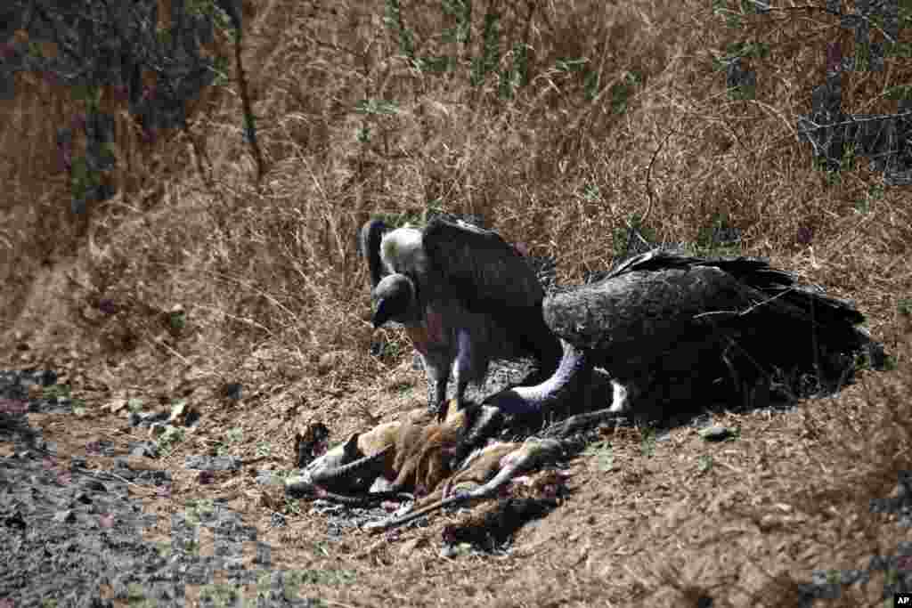 Des vautours à dos blanc africains se nourrissent de la carcasse d&#39;une gazelle pendant la saison sèche dans le parc national du Serengeti, 335 km (208 miles) au nord de Arusha, Tanzanie, le 11 août 2013.