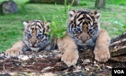 Dua bayi harimau Sumatra di Kebun Binatang Atlanta, negara bagian Georgia, untuk pertama kalinya tampil di depan pengunjung.