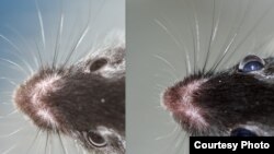 Eyes of a genetically-modified mouse (r) bulge with excess pressure compared to a normal mouse. Pressure damages the optic nerve in human cataract patients, leading to blindness. (Photos: Susan Quaggin, Northwestern Univ./Journal of Clinical Investigation)