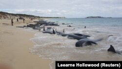 Paus-paus yang terdampar di Hamelin Bay, 23 Maret 2018 (foto: Leearne Hollowood via Reuters gambar diperoleh dari pihak ketiga)