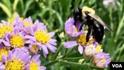A bee sits atop a flower during pollination activities. (Photo: VOA/George Grow)