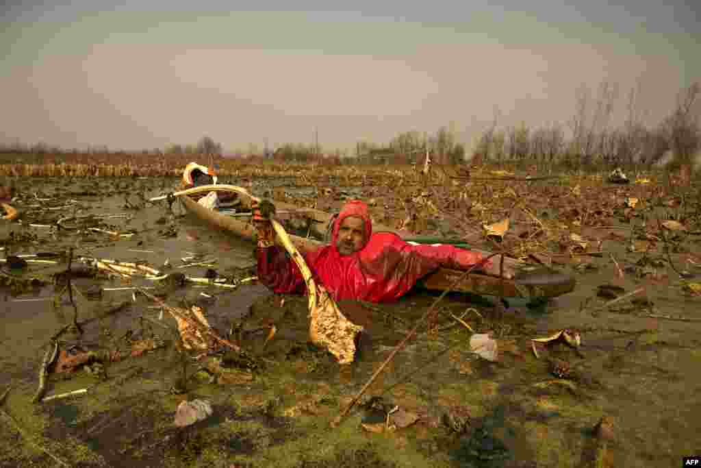 A Kashmiri farmer plucks lotus stems in the cold waters of Anchar Lake in Srinagar, India.