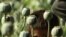 UN: Afghanistan’s Opium Production Set to Spike