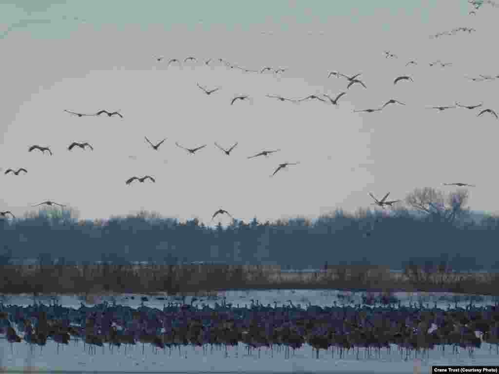 FILE -- The evening rush hour on the Platte River includes thousands of sandhill cranes drifting down from the sky at dusk to find a place among the masses standing in shallow water on the river, Feb. 22, 2019.