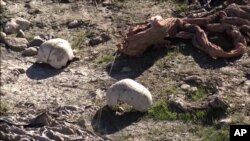 FILE -- Skulls remain at the site of a purported mass grave in the city of Sinjar, northern Iraq after it was retaken from Islamic State militants, Nov. 22, 2015.