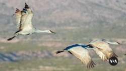 Bird migrations shifting with warming planet in US Southwest