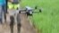 Farmers in Ghana Using Drones for Pest, Disease Surveillance 