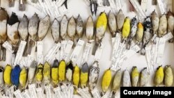 Recorded measurements are shown next to the North American migratory birds that were examined for the study. (Photo Courtesy of Ben Marks, Head of Zoological Collections Birds for Chicago's Field Museum)