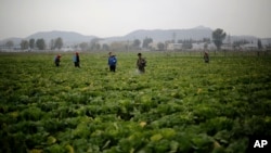 Para petani di lahan pertanian Chilgol, luar kota Pyongyang, Korea Utara, menyemprot tanaman sawi mereka dengan pembasmi hama (24/10).