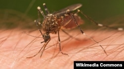 Mosquitoes need blood to survive and their favorite target is humans. Scientists find out why these insects prefer some people's skin more than others.