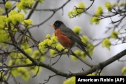 American Robin