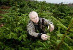 Poul Norup memeriksa pohon Natal di perkebunan pohon di Skjoeldenaesholm, di timur Denmark, 6 Desember 2008.(AFP)