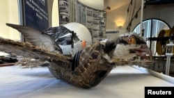 A view of a taxidermy bird drone for wildlife monitoring developed by researchers at New Mexico Institute of Mining and Technology in Socorro, New Mexico, U.S. on March 22, 2023. (REUTERS/Liliana Salgado)