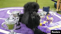 File - Siba the Standard Poodle, winner of Best in Show, poses with trophies and awards at the 2020 Westminster Kennel Club Dog Show at Madison Square Garden in New York, Feb. 11, 2020.